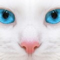 bunnychzh