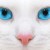 bunnychzh